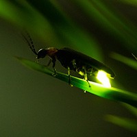 반딧불이 축제