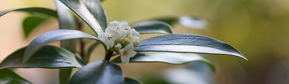 white_flower01.jpg