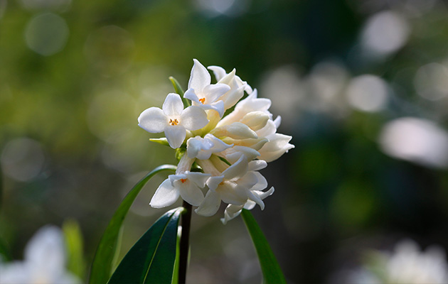 white_flower02.jpg