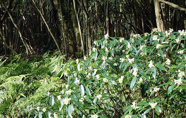 wt_flower_note01.jpg